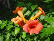 Campsis grandiflora